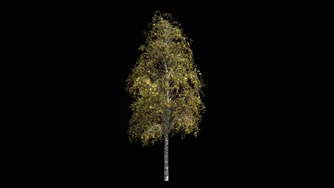 Birch tree in autumn colours with yellow leaves Stock Footage 147955107
