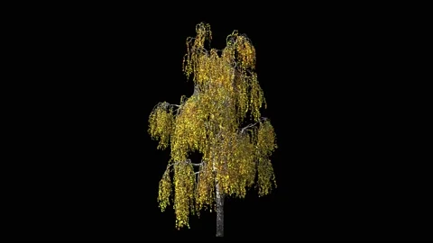 Birch tree in autumn colours with yellow leaves Stock Footage 147996727