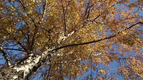 Birch tree autumn corner Stock Footage 103967533