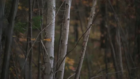 Birch Tree In Autumn Stock Footage 231495081