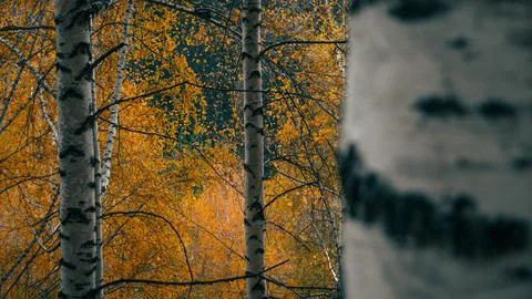 Birch tree in the autumn forest Stock Photos