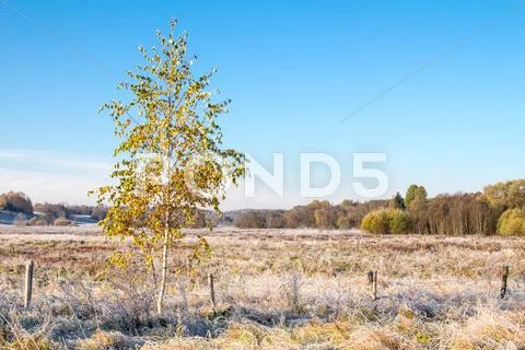 Birch tree on autumn frosty meadow Stock Photos