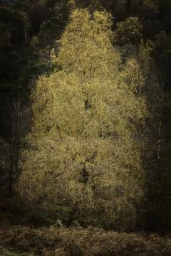 Birch tree in autumn. Stock Photos