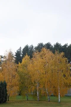 Birch tree in autumn three trees Foto stock
