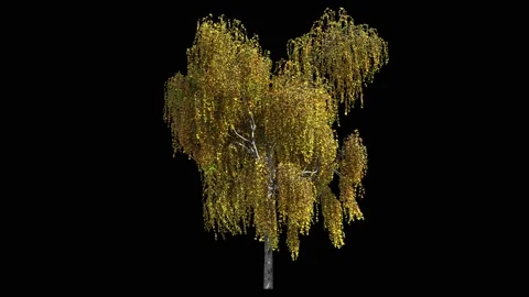 Birch tree at autumn with yellow leaves Stock Footage 147977506