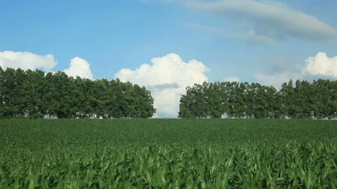 Birch Tree Avenue, Cornfields, and Rising Cumulonimbus Clouds Stock Footage 330244950