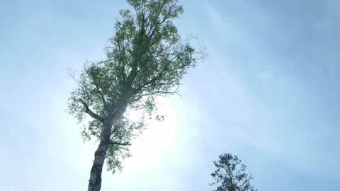 Birch tree backlit by sun against blue sky 스톡 동영상 336594611