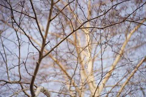 Birch tree bare branches in blue sky background. Stock-Fotos
