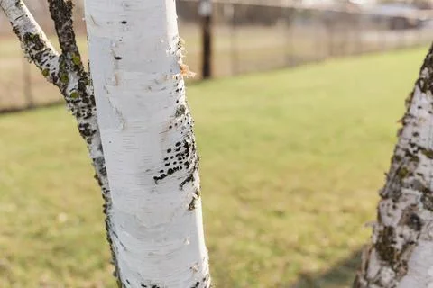 Birch tree bark and texture in evening sunset in spring Foto stock