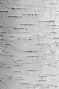 Birch tree bark background Stock Photos