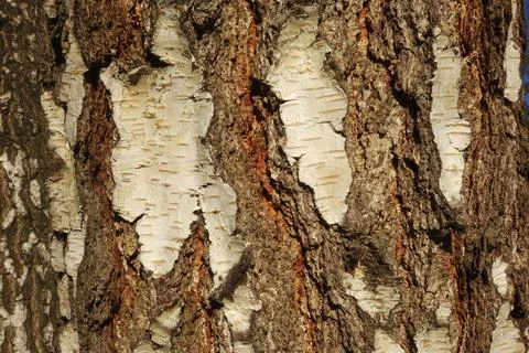 Birch tree with bark in brown tones Stock Photos