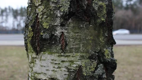 Birch tree bark closeup Video stock 123712903