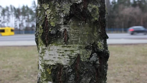 Birch tree bark closeup Video stock 123712910