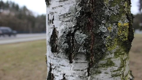 Birch tree bark closeup 스톡 동영상 123712927