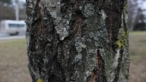 Birch tree bark closeup Video stock 123712953