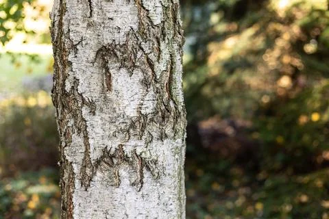 Birch tree bark closeup with rough texture in autumn woodland. Stock Photos