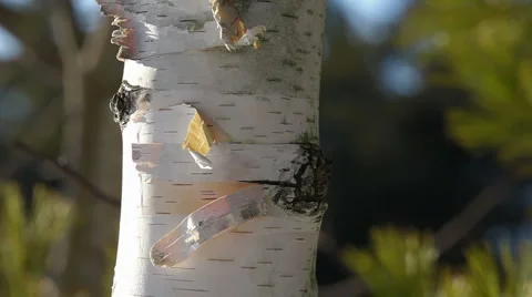 Birch tree bark Stock Footage 2233022