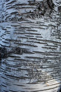Birch tree bark full frame Stock Photos