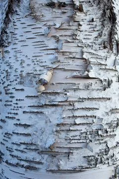 Birch tree bark full frame Stock Photos
