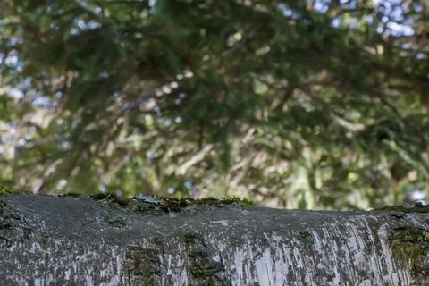 Birch tree bark with moss and lichen against soft green woodland bokeh in n.. Stock Photos