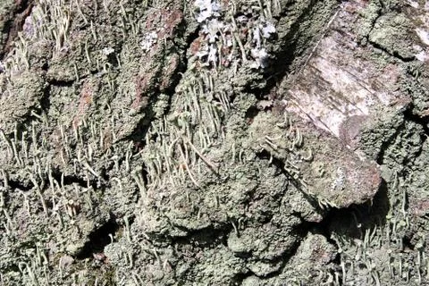 Birch tree bark with moss Stock Photos