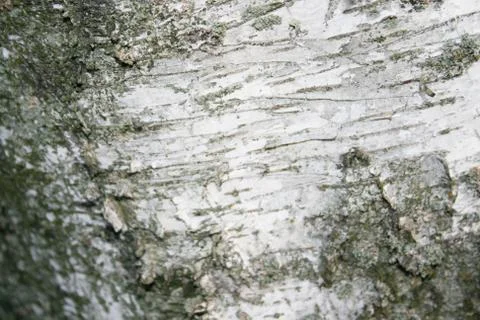 Birch, tree bark, nature, background, texture, nature, background Stock Photos