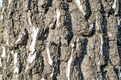 Birch tree bark Stock Photos