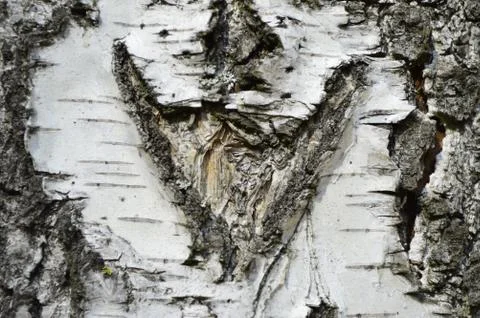 Birch tree bark Foto stock