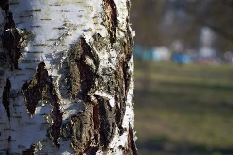 Birch tree bark in sunlight. spring time 스톡 사진