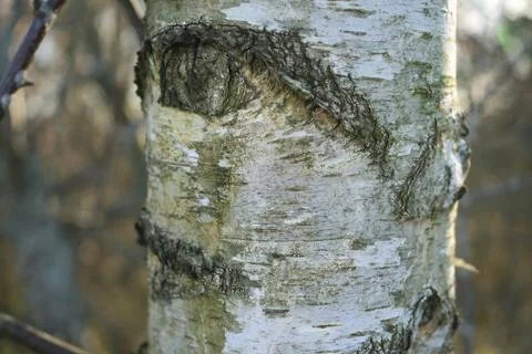 Birch Tree Bark Texture And Knot, Gedling Country Park, Nottingham, England. Stock Photos