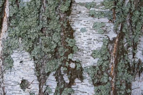 Birch tree bark texture at close range. Stock Photos
