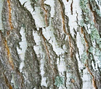 Birch tree bark texture at close range. Stock Photos