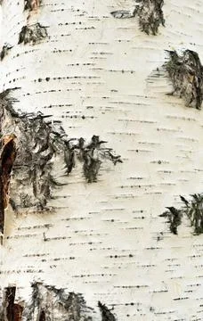 Birch tree bark texture close up. Wooden background. Selective focus Stock Photos