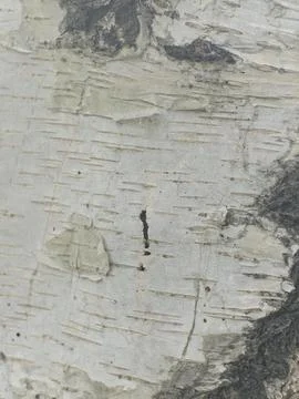 Birch tree bark texture close up Stock Photos