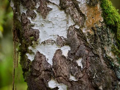 Birch Tree Bark Texture  Natural Pattern in Soft Light Stock Photos