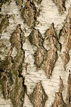 Birch tree bark texture Stock Photos