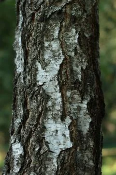 Birch Tree Bark Texture Rough Cracked White and Black Trunk Close Up Stock Photos