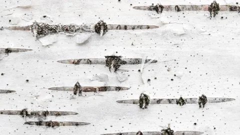 Birch tree bark texture seamless loop. W... | Stock Video | Pond5