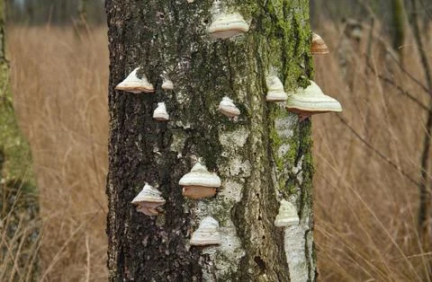 Birch tree Beeswax covered with Bracket fungi Stock Photos