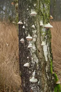 Birch tree Beeswax covered with Bracket fungi, vertical Stock Photos