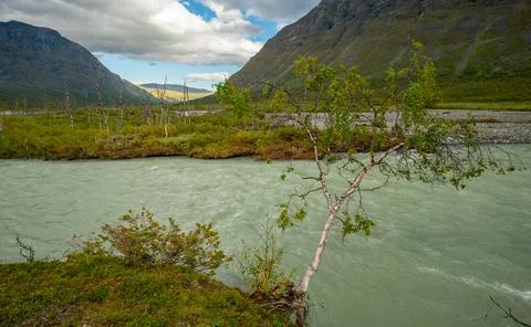Birch tree bending low on the bank of glacial river in remote arctic valley Stock Photos