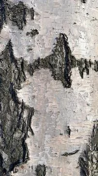 Birch tree (betula) bark texture vertical background, nature wooden backdrop Stock Photos