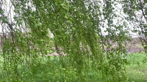 Birch tree. The birch branches are swaying in the wind. Stock Footage 154474988