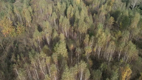 Birch tree. Birch trees in the fall season. Aerial view.. Stock Footage 141969955