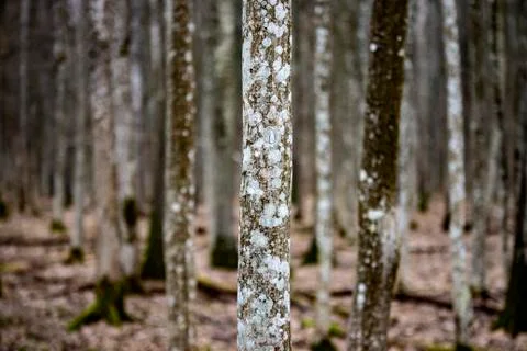 Birch tree in a birch trees forest in autumn 스톡 사진