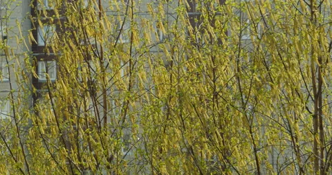 Birch tree bloom yellow fluffy earrings Stock Footage 108319328