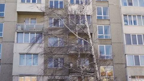 Birch tree blown by strong hurricane wind in front of buildings in city Stock Footage 125522341