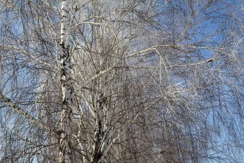 Birch tree on the blue sky Stock Photos