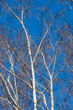 Birch tree on a blue sky Stock Photos