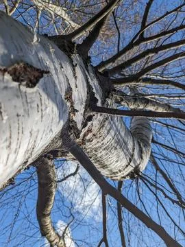 Birch tree bottom view against the sky. Stock Photos